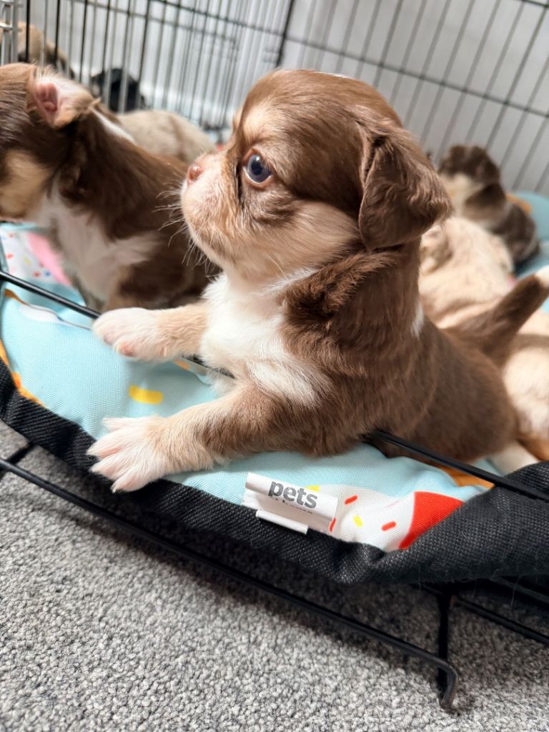 Russian/thai Long coat chihuahua puppies 