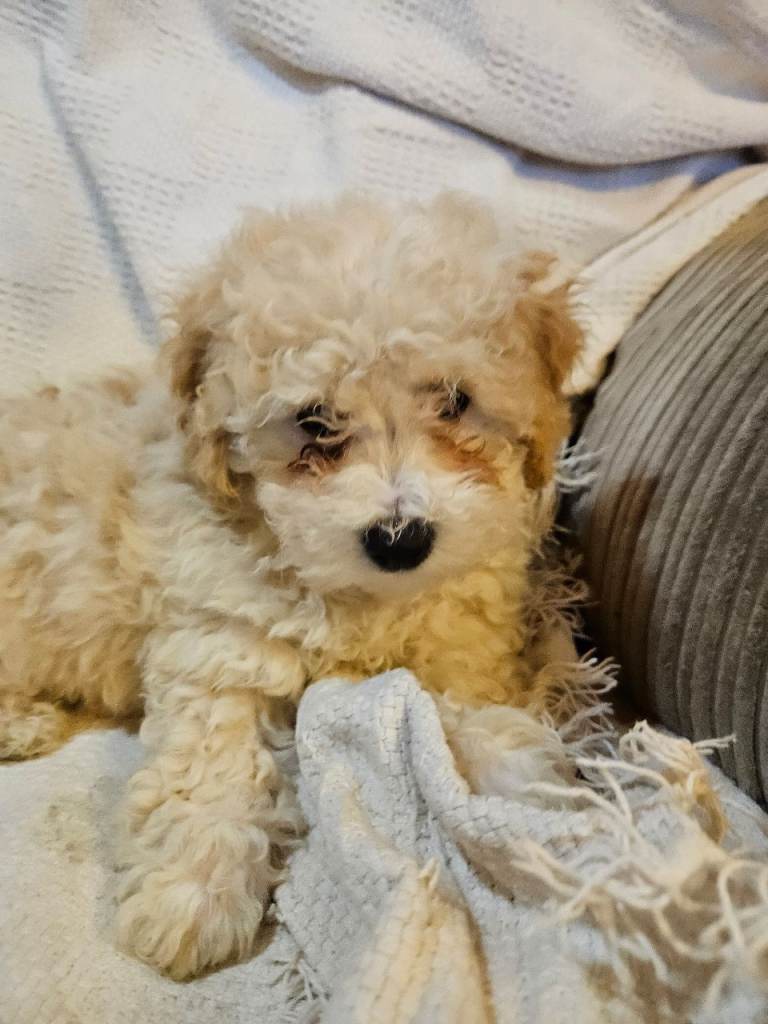 Poochon pups 2 girls 