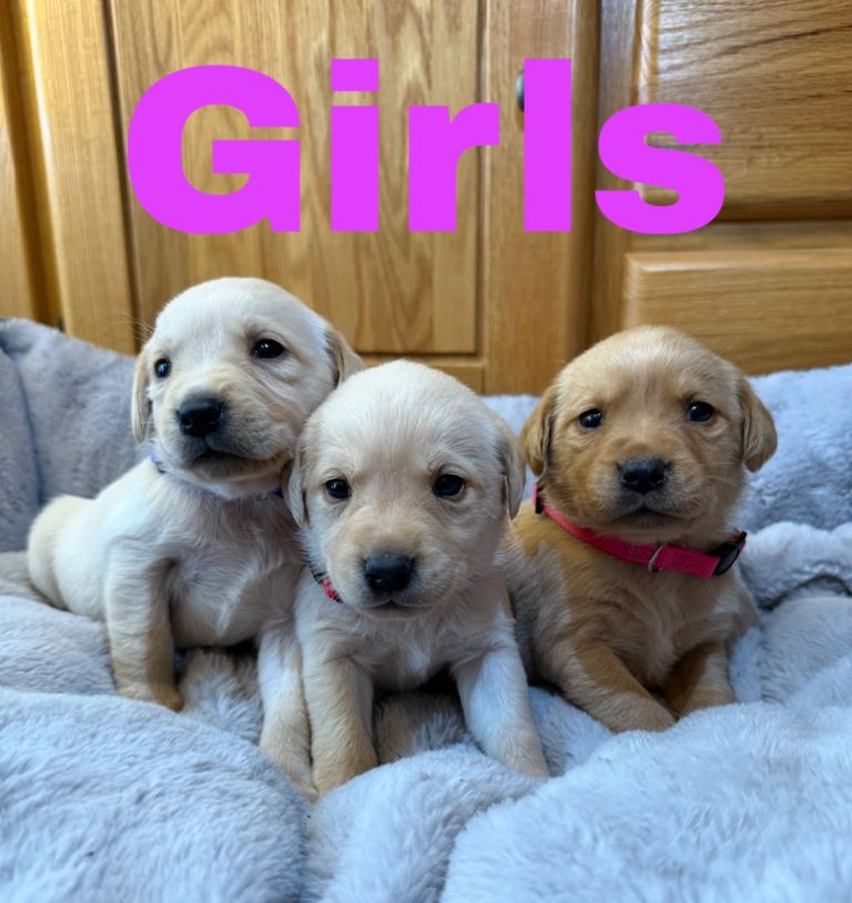 Lovely Purebred Labrador Puppies