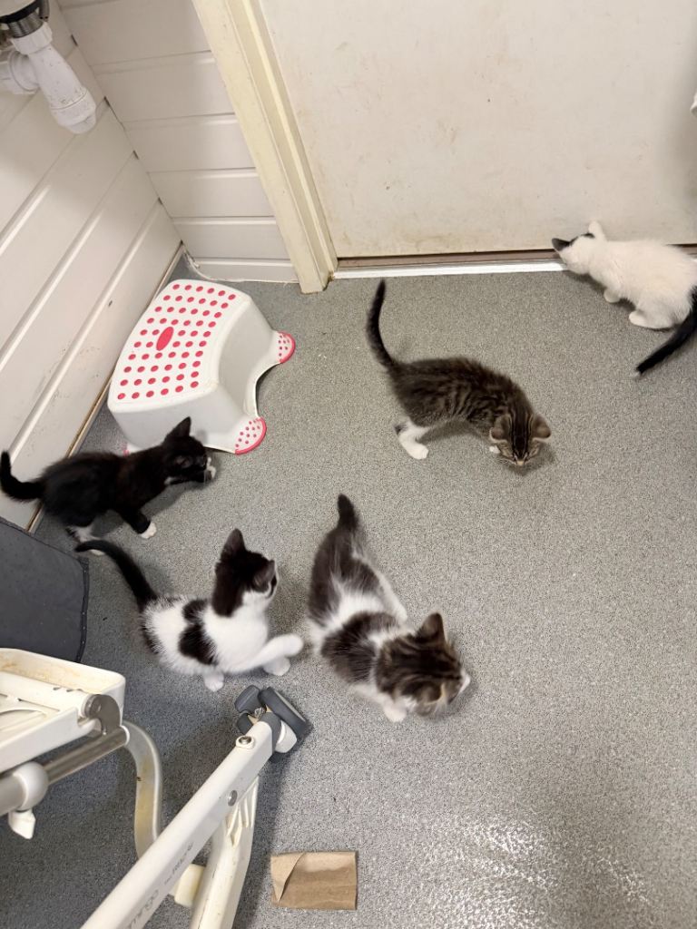 Kittens 