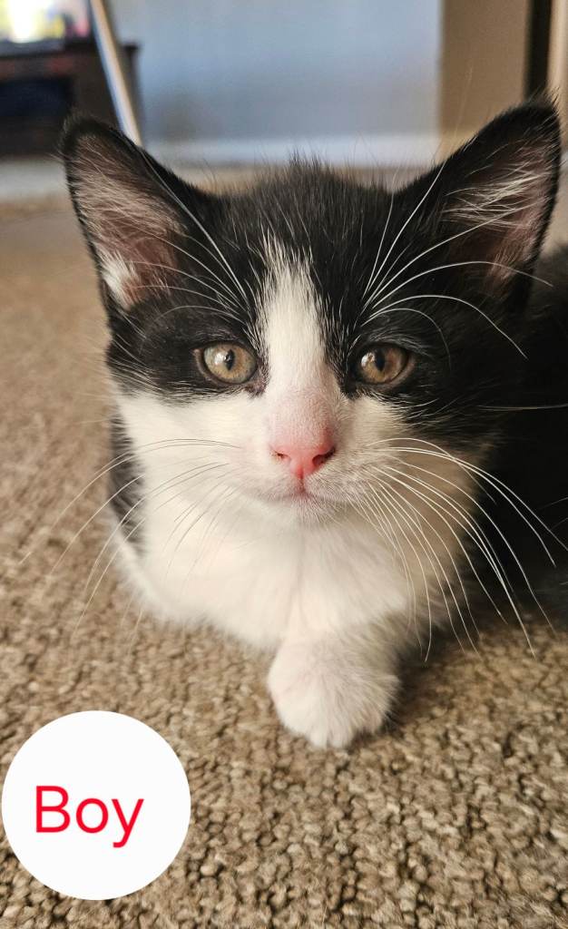 Adorable Kittens Looking for Loving Homes 🐾