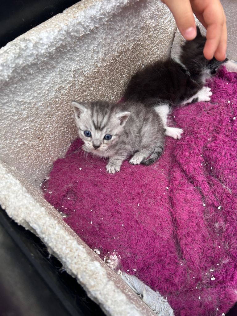 Kittens available from 30.6.