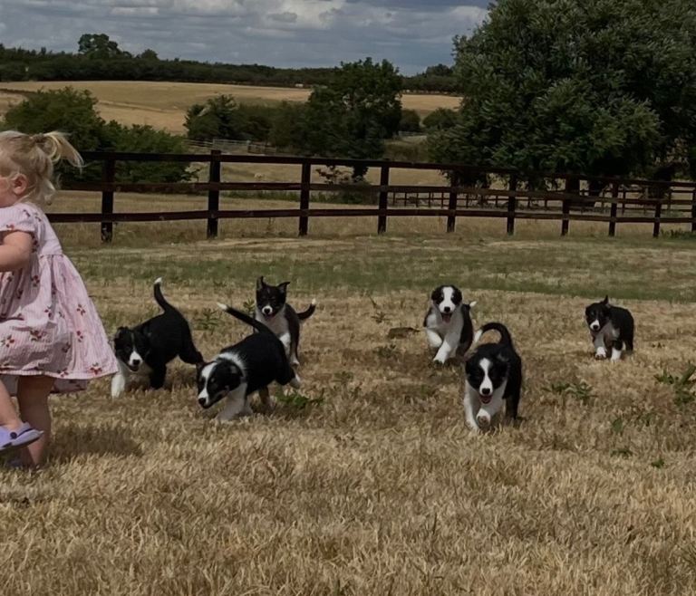 Border collie puppies 
