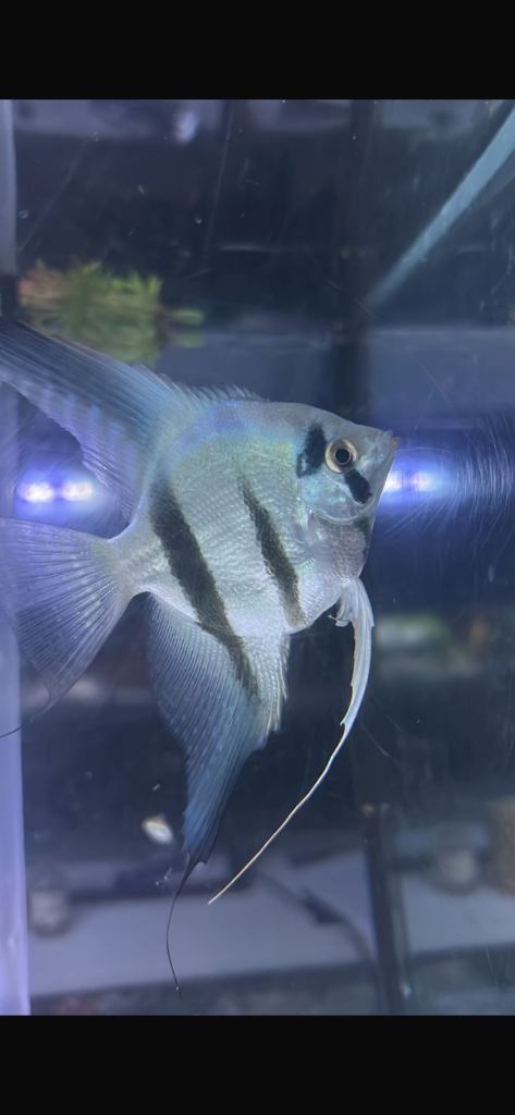 Various tropical fish for sale 