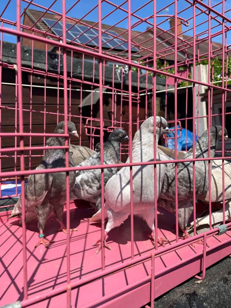 Tumbler pigeons for sale