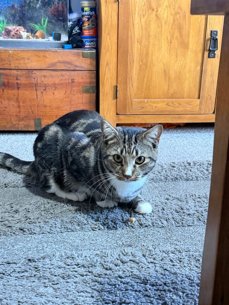 One year old cat  for rehoming 