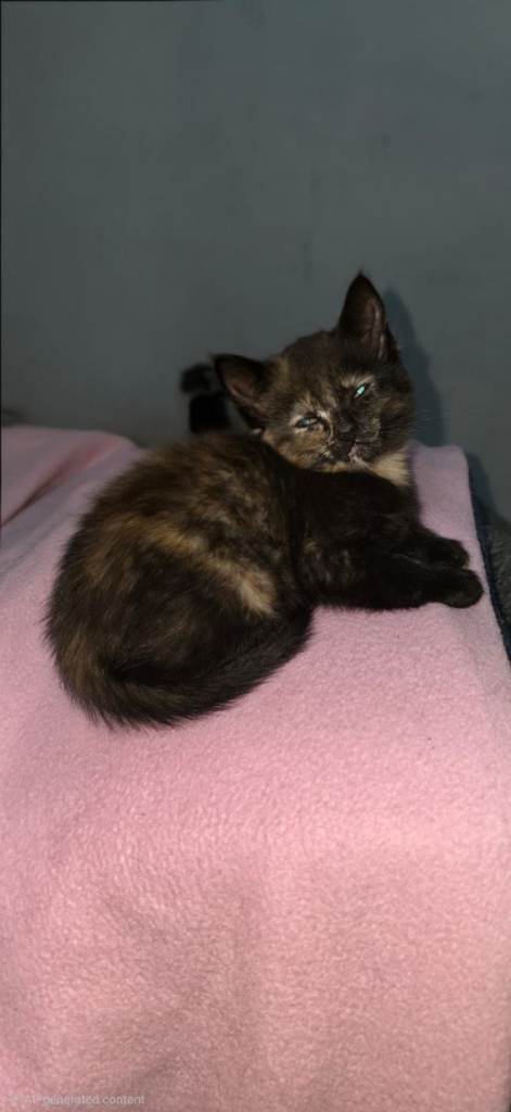 Beautiful kitten for sale