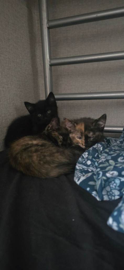 Kittens for loving owners 