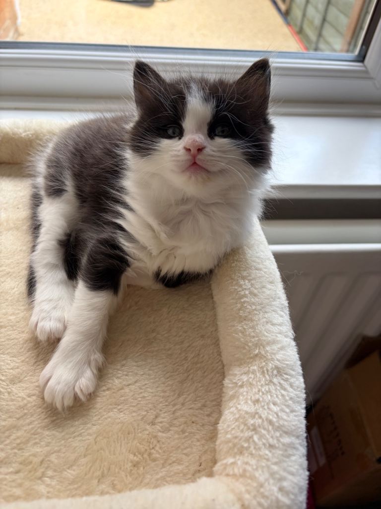 Persian ragdoll cross
