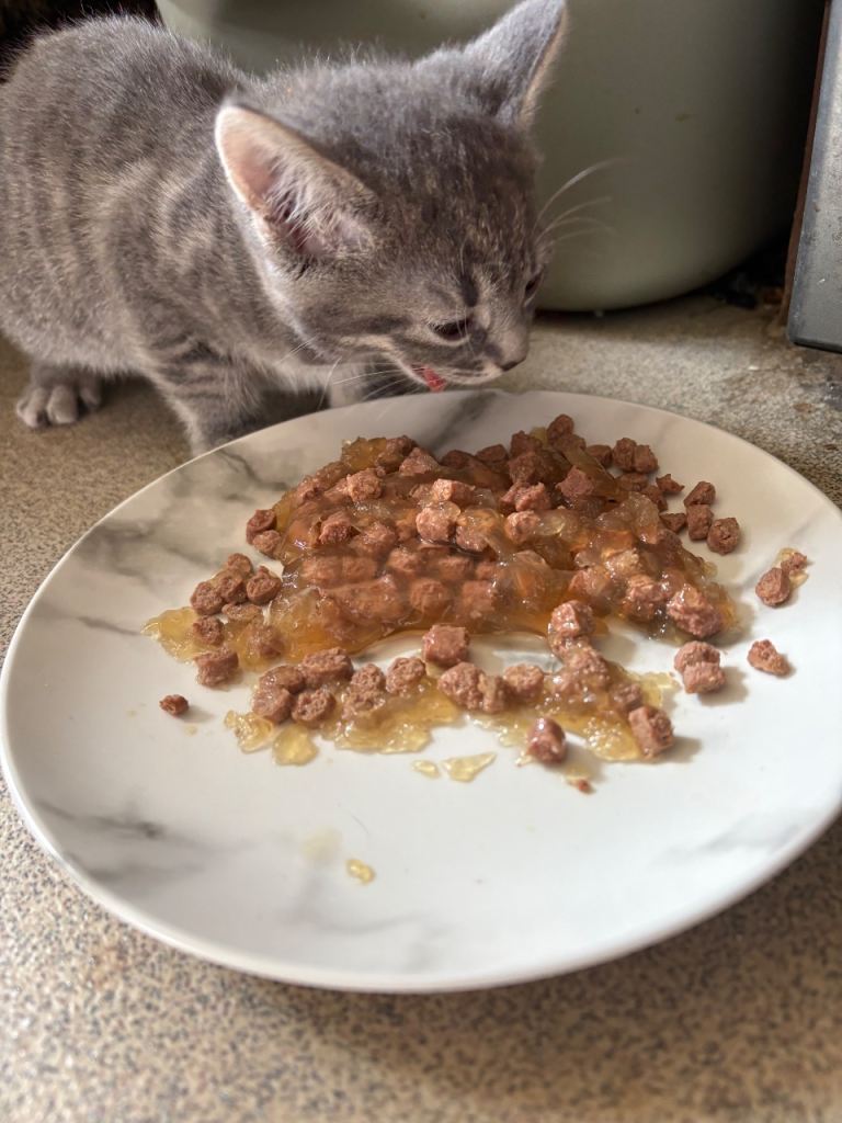 8 week old kitten for sale (female)