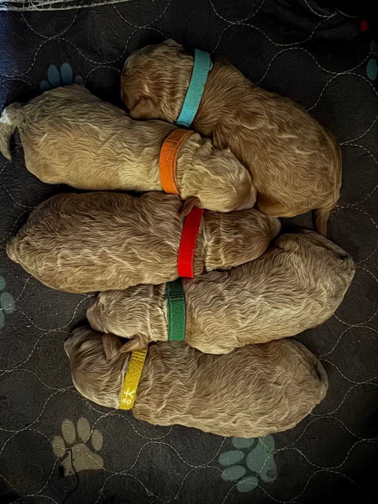 KC Toy Poodle Puppies (more photos will be uploaded)