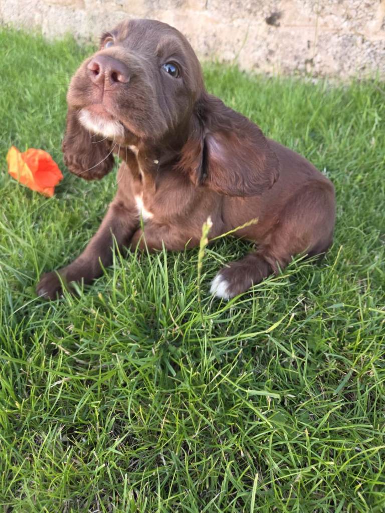 Sprocker Pups