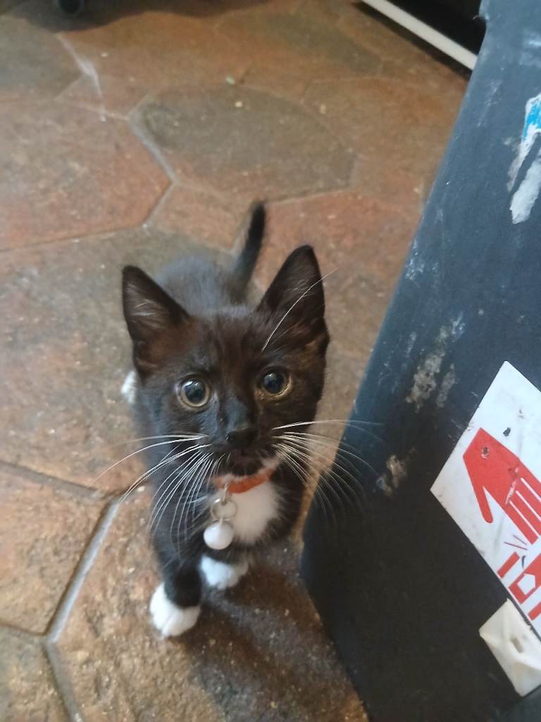 1 remaining/uncollected kitten