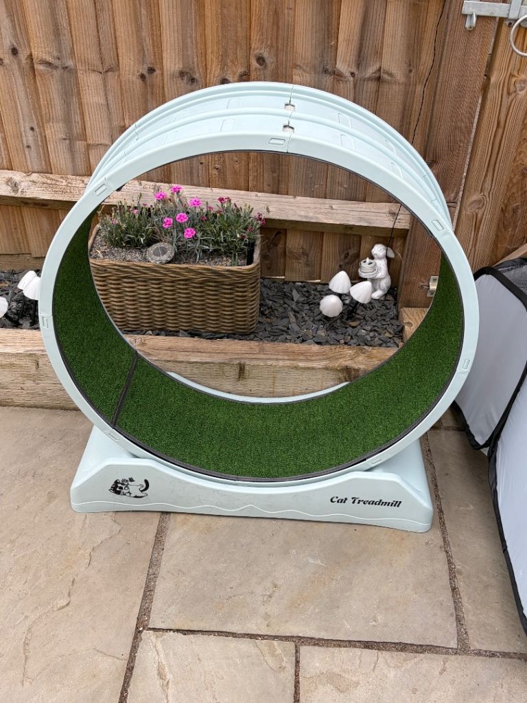 Cat Treadmill