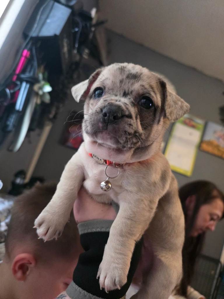 Last pup 
