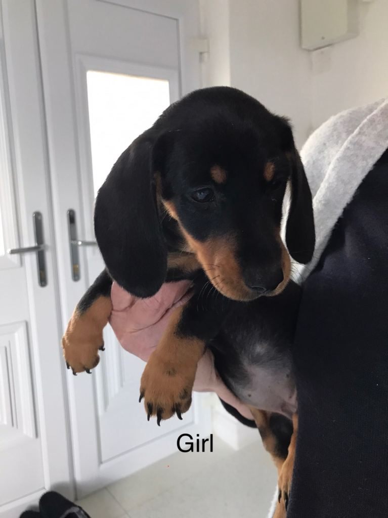 Dachshund puppies for sale