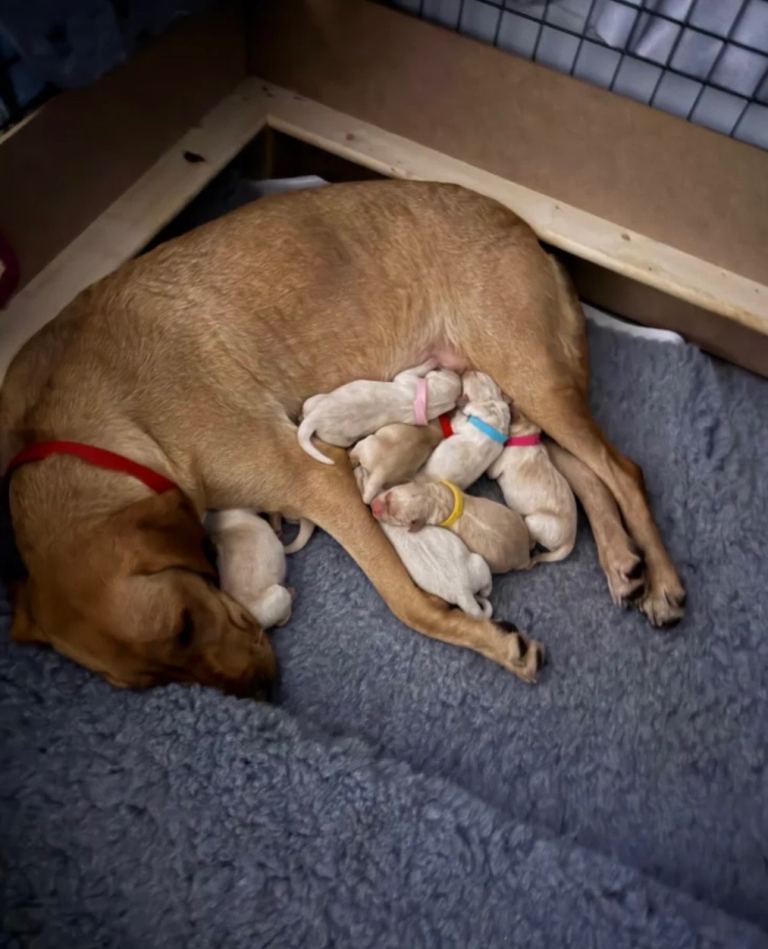 Lab puppies 
