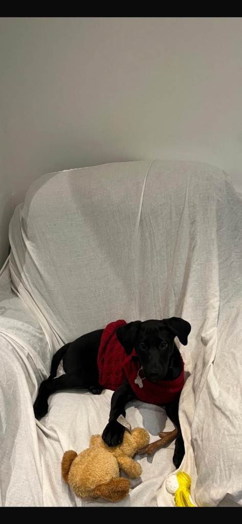 Labrador Retriever - 5 months old