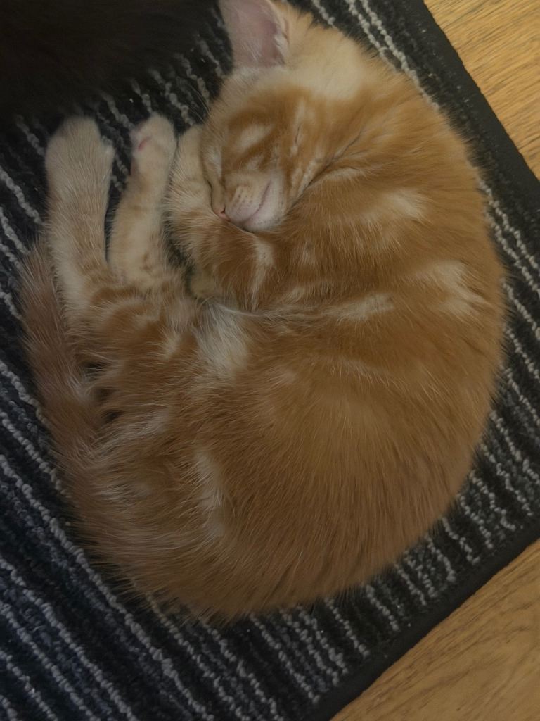  🐾 3 Kittens Looking for Loving Forever Homes! 🐾