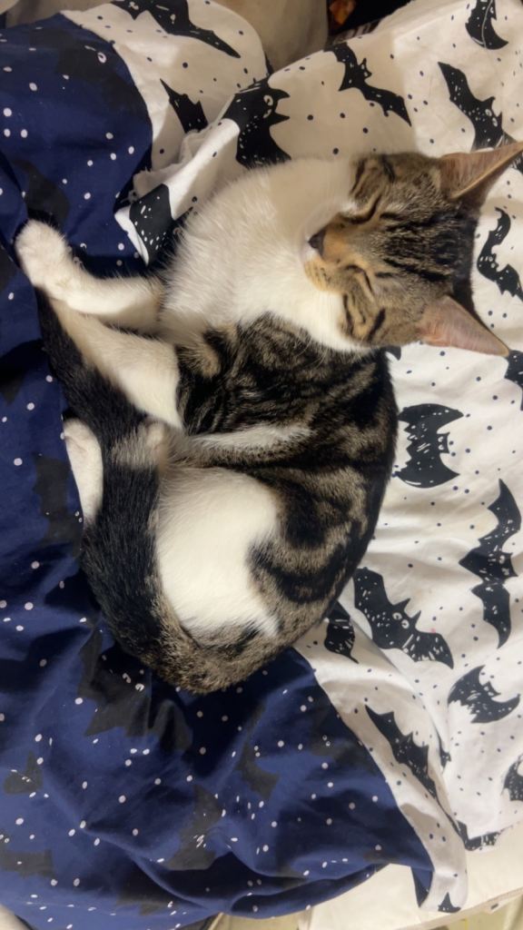 2 Male Cats Needing Loving Homes – 7 Months Old – £70 Each