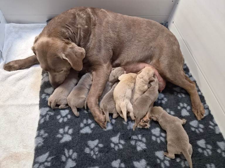 Labrador puppies 