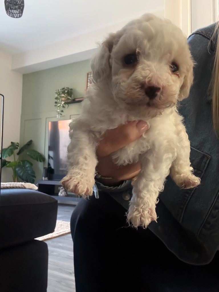 Poochon puppies 