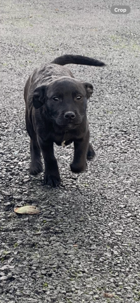 Staffordshire bull terrier x lab pups