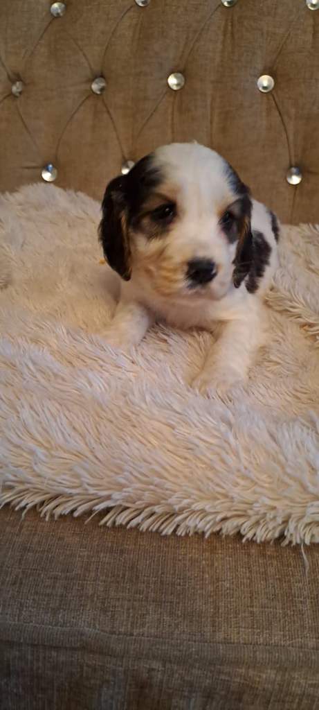 Kc cocker spaniel pups.