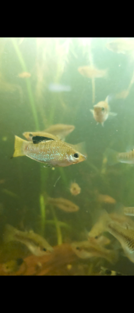 Tropical fish and snails for sale 