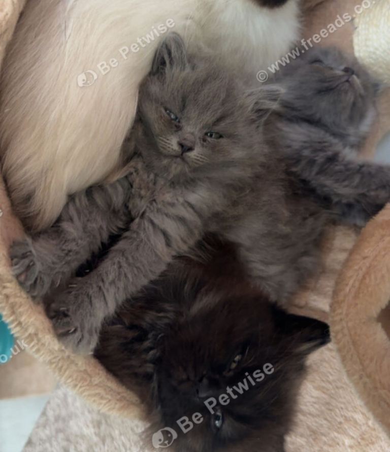 British shorthair x ragdoll kittens RARE CHOCOLATE Kitten available 