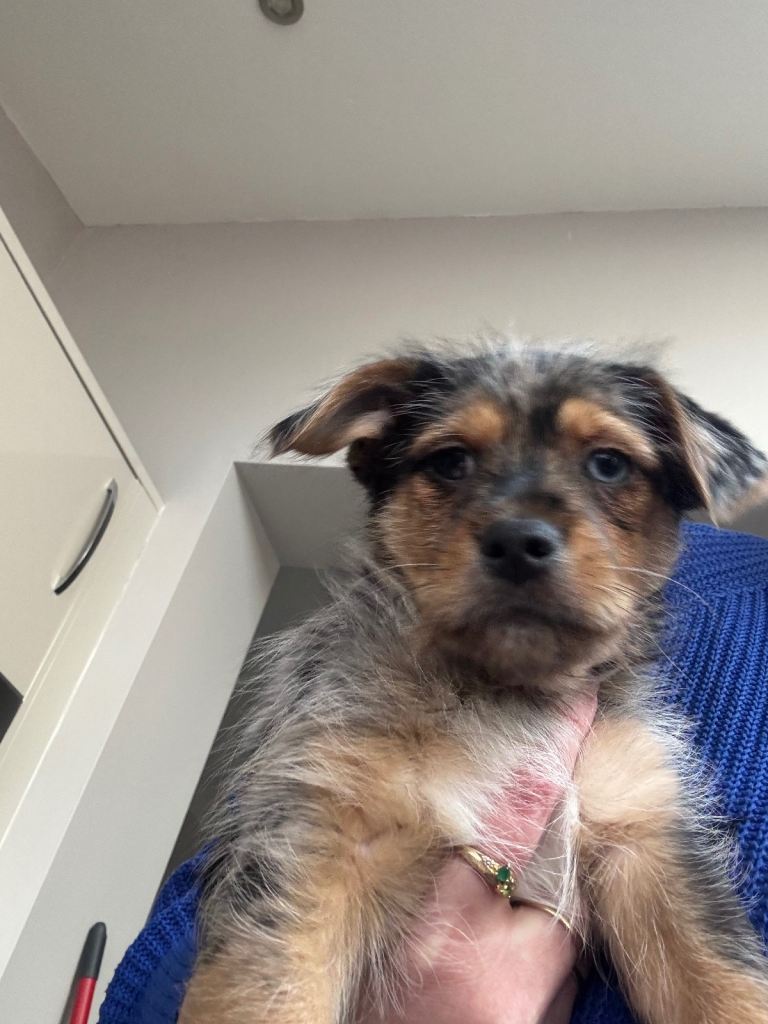 Chorkie puppy boy - available now