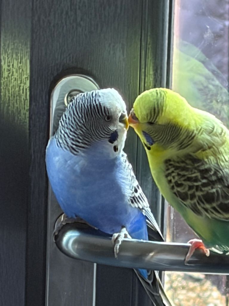 2 budgies and cage
