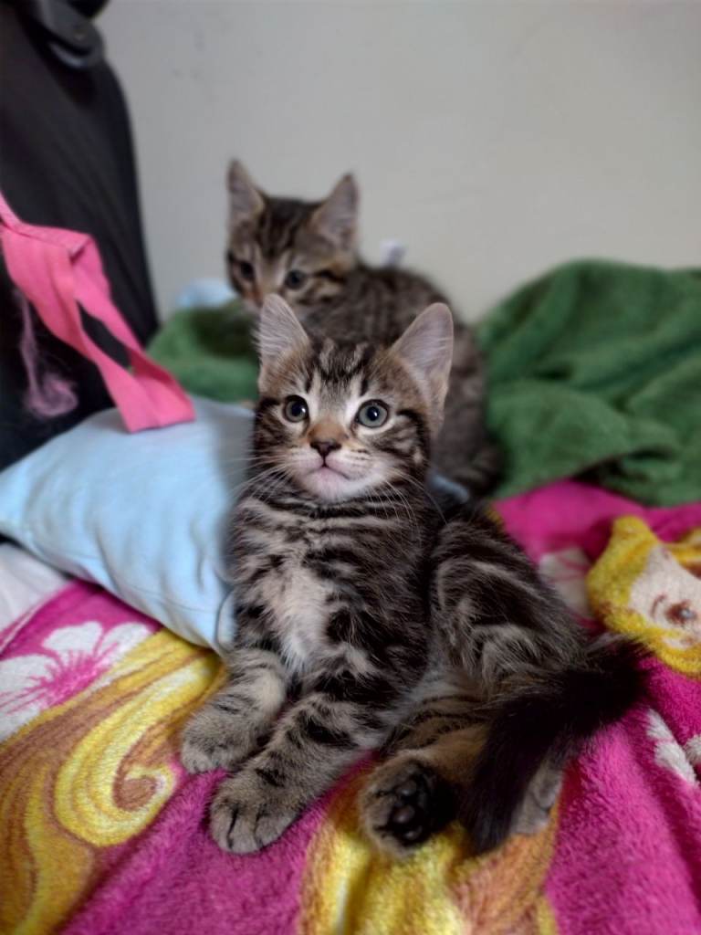 2 kittens 
