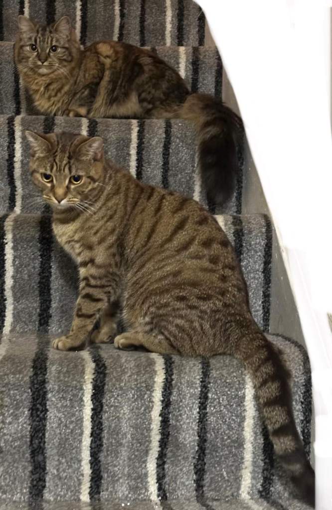 1-Year-Old Female Cat – Friendly & Loving – Needs a New Home