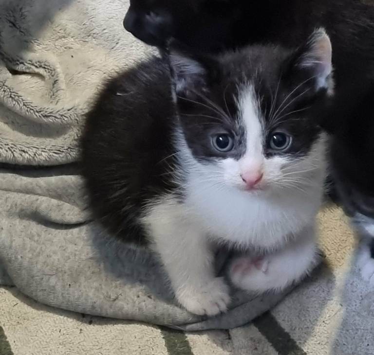 Boy kittens for sale