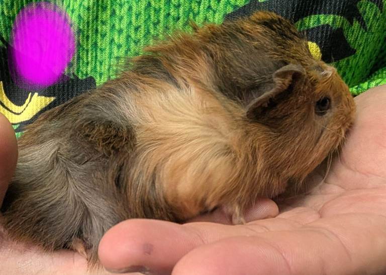 Baby Guinea Pigs 