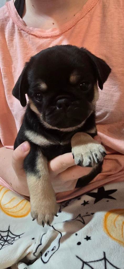 Pug puppies