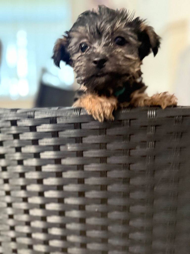 Yorkshire Terrier Puppies 