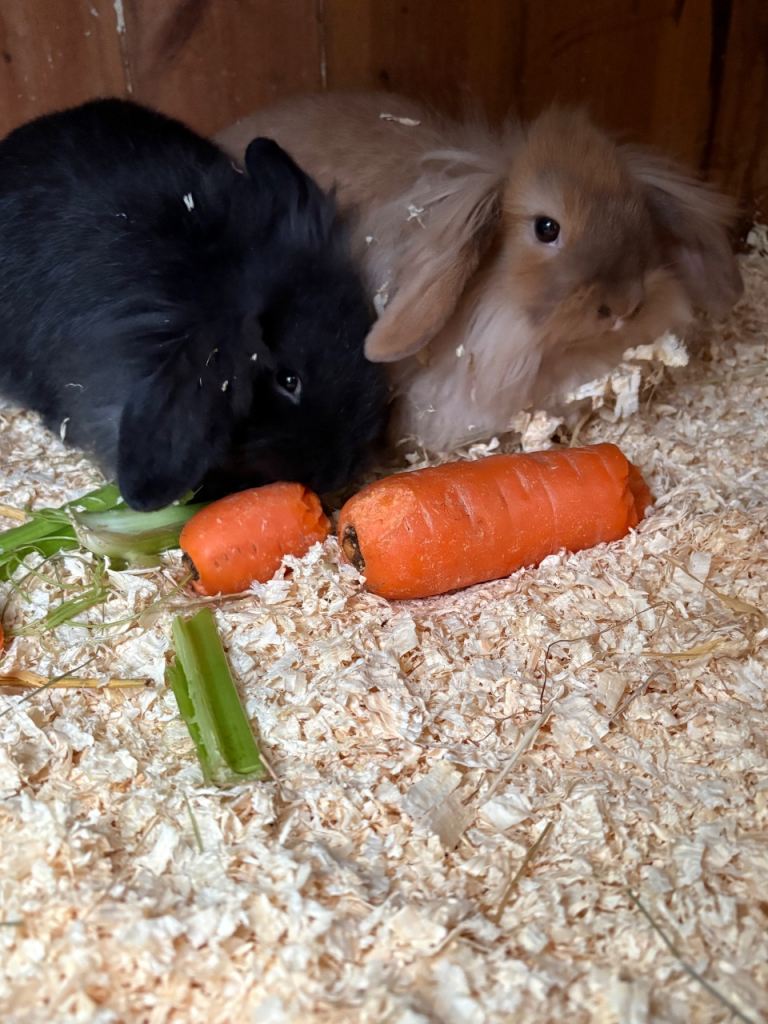 Mini lop bunnies