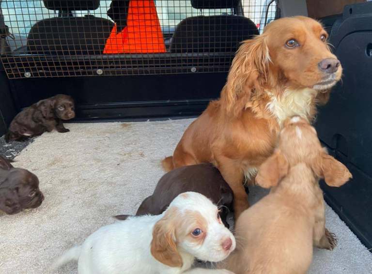 Cocker spaniel puppies 