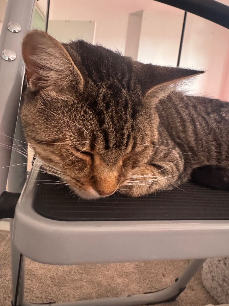 Boy cat