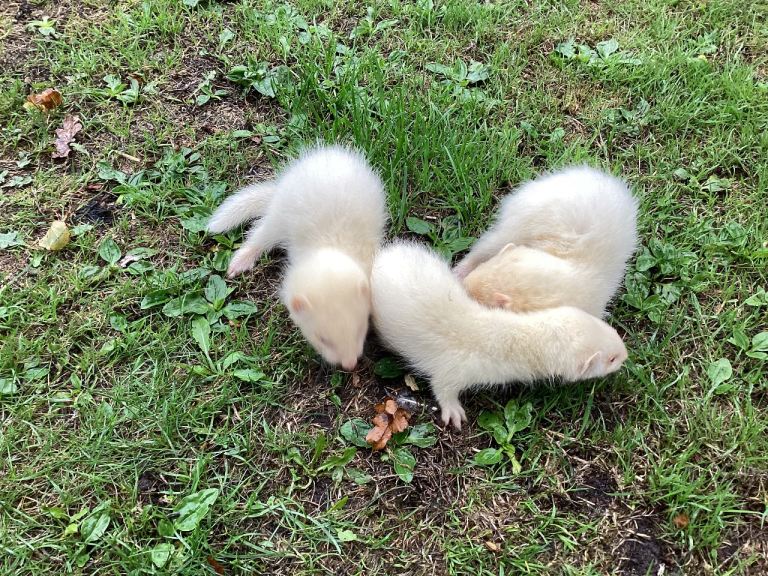 8 Week old White Baby Ferrets 