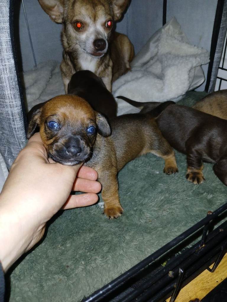  Chihuahua  cross/x daschund