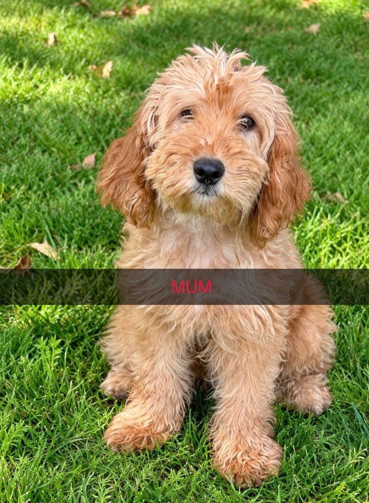 Cockapoo puppies 