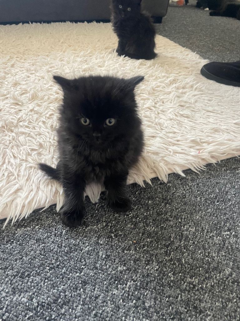 4 female kittens black - black and white 