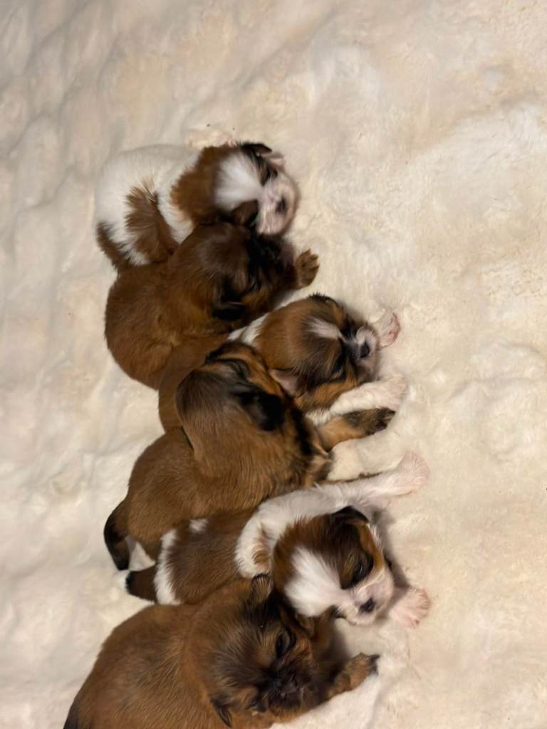 Shih tzu puppies 