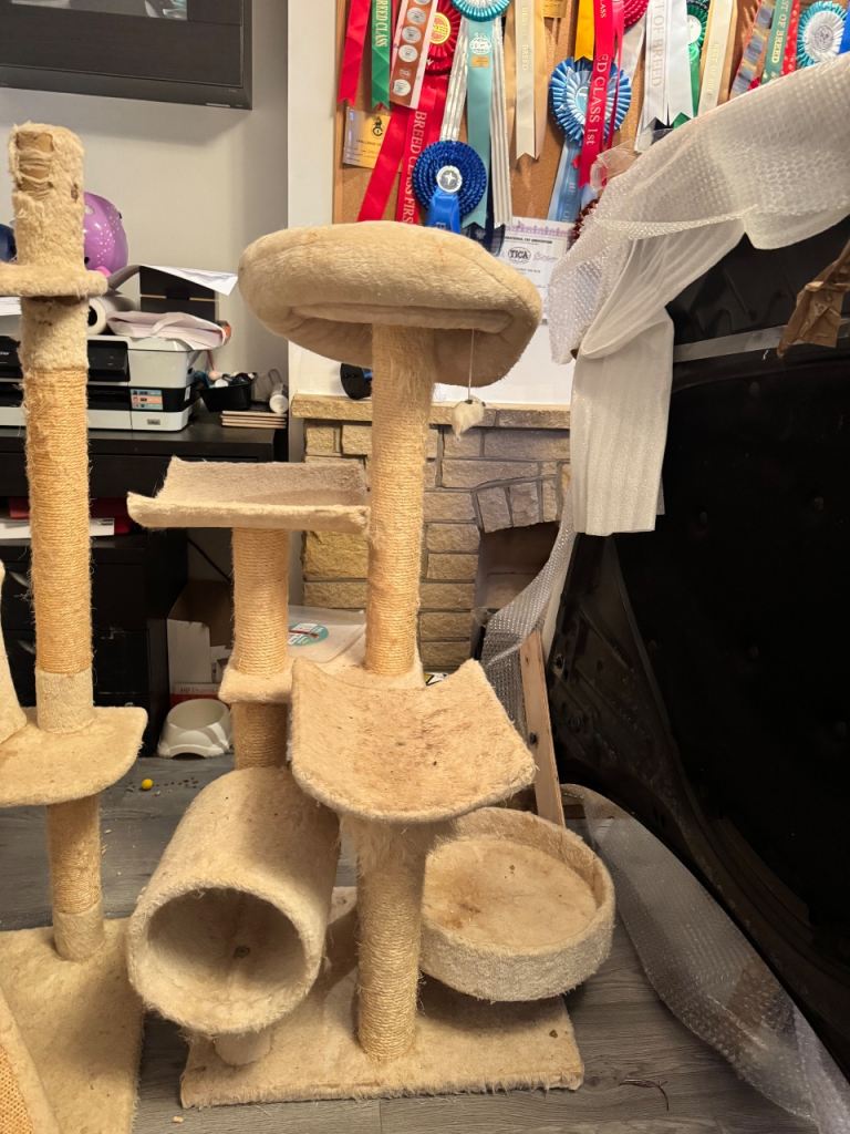 Cat trees 