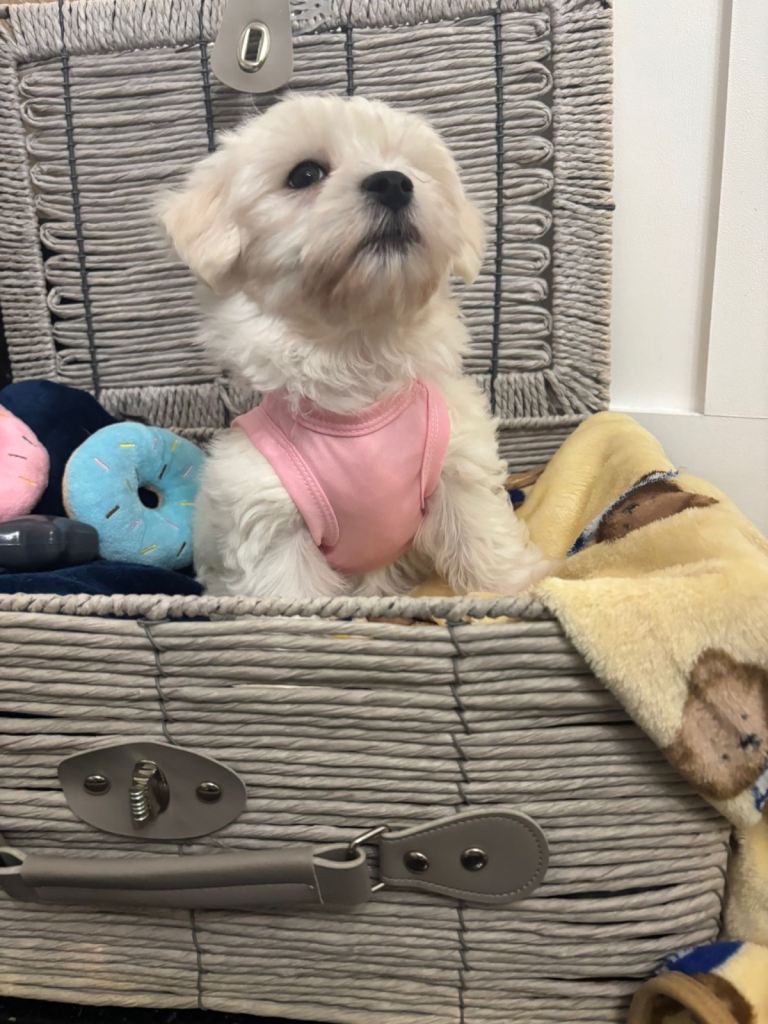 Little Maltese girl for sale 5 months old 