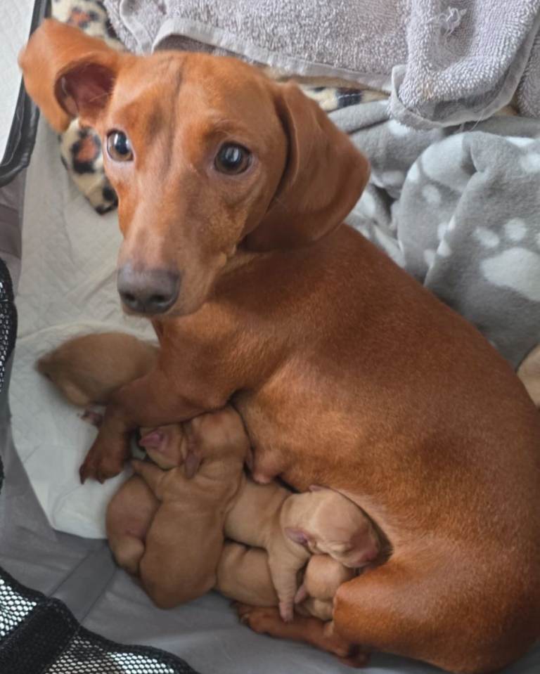 Dachshund puppies