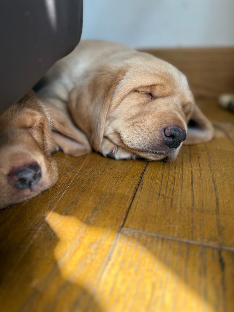 Labrador retriever puppies